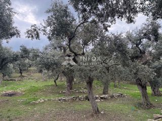 Αγροτεμάχια 1.705 τ.μ. για πώληση, Ν. Καβάλας, Θάσος-thumb-13
