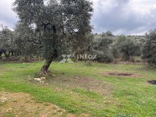 Αγροτεμάχια 1.705 τ.μ. για πώληση, Ν. Καβάλας, Θάσος-thumb-20