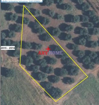 Αγροτεμάχια 2.163τ.μ. για πώληση-Κασσάνδρα » Άφυτος