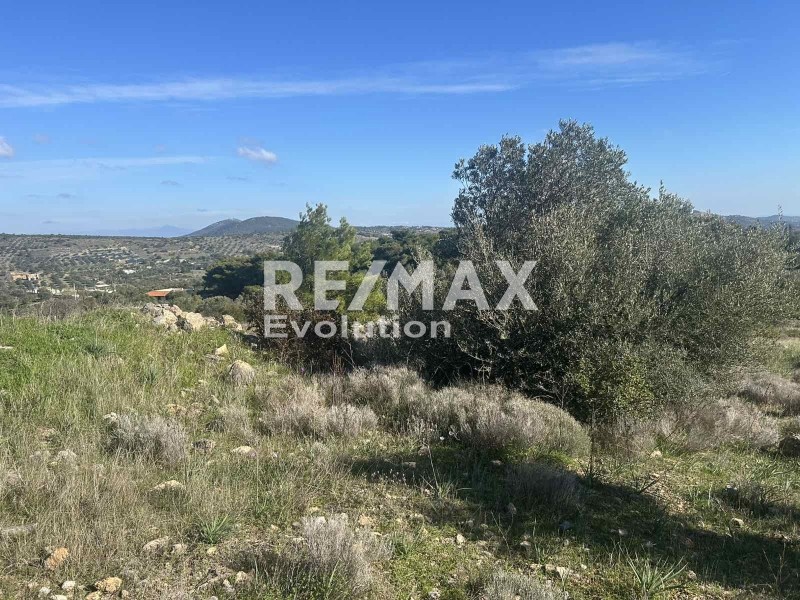 Αγροτεμάχια 8.400 τ.μ. πρός πώληση, Αττική - Υπόλοιπο, Κουβαράς