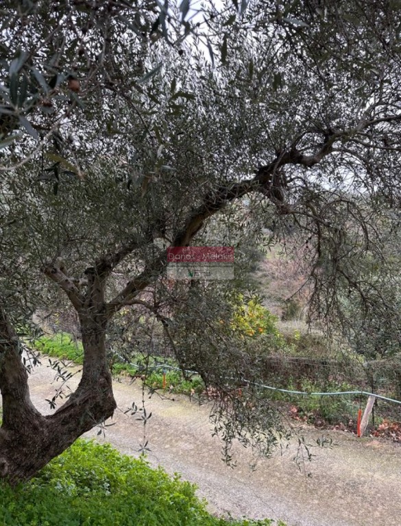 Αγροτεμάχια 4.822 τ.μ. προς πώληση, Σταλός