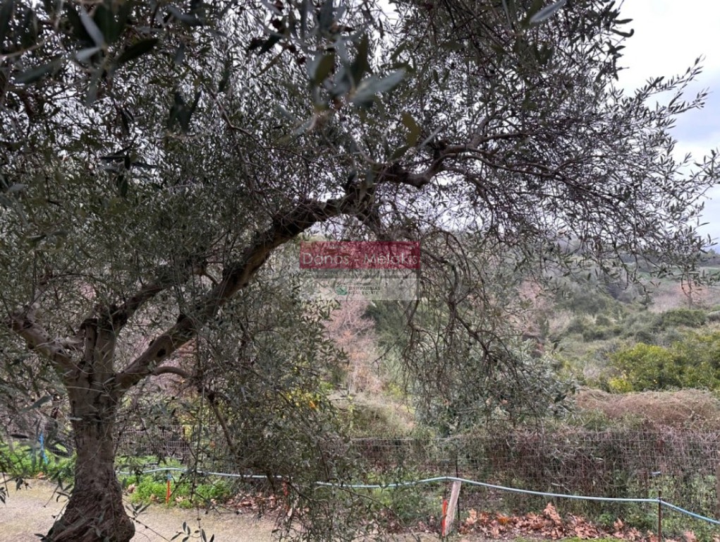 Αγροτεμάχια 4.822 τ.μ. προς πώληση, Σταλός