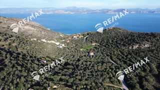 Αγροτεμάχια 4.260,36 τ.μ. για πώληση