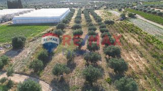 Αγροτεμάχια 6.000 τ.μ. για πώληση