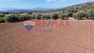 Αγροτεμάχια 5.360 τ.μ. προς πώληση, Κάντια-thumb-4