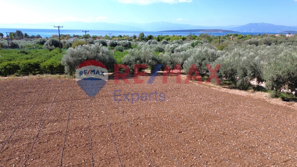 Αγροτεμάχια 5.360 τ.μ. προς πώληση, Κάντια