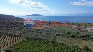 Αγροτεμάχια 5.360 τ.μ. προς πώληση, Κάντια-thumb-12