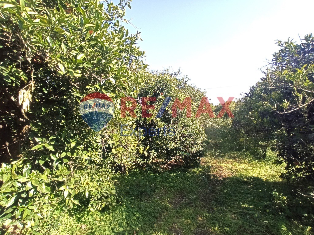Αγροτεμάχια 624 τ.μ. προς πώληση, Αγία Τριάδα Μιδέας