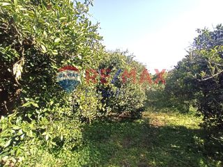 Αγροτεμάχια 624 τ.μ. για πώληση, Αργολίδα, Μιδέα-thumb-3
