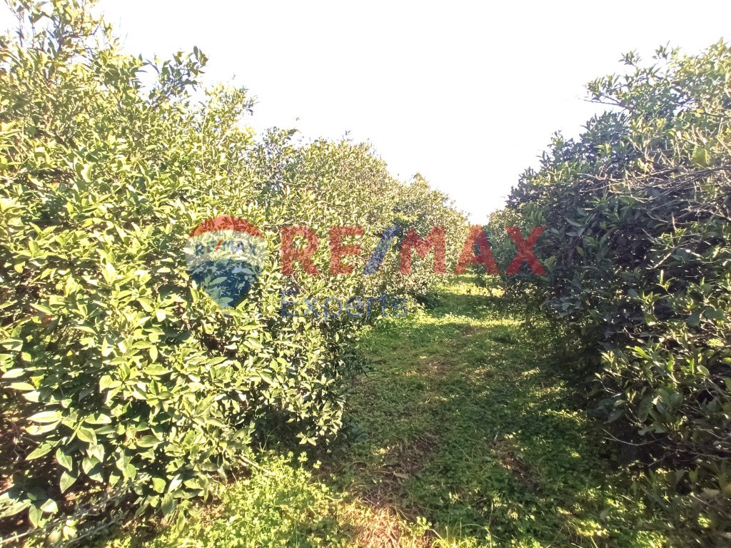 Αγροτεμάχια 624 τ.μ. προς πώληση, Αγία Τριάδα Μιδέας
