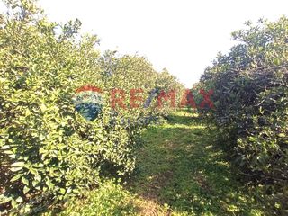 Αγροτεμάχια 624 τ.μ. για πώληση, Αργολίδα, Μιδέα-thumb-1