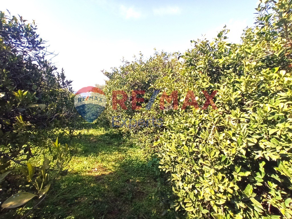 Αγροτεμάχια 624 τ.μ. προς πώληση, Αγία Τριάδα Μιδέας