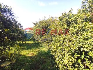 Αγροτεμάχια 624 τ.μ. για πώληση, Αργολίδα, Μιδέα-thumb-4