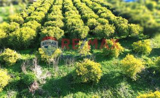 Οικόπεδο 4.842 τ.μ. για πώληση, Αργολίδα, Ασίνη-thumb-15