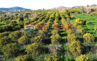 Οικόπεδο 4.842 τ.μ. για πώληση, Αργολίδα, Ασίνη-thumb-9