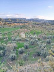 Αγροτεμάχια 11.424 τ.μ. για πώληση