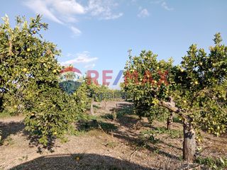 Αγροτεμάχια 35.248 τ.μ. προς πώληση, Κουρτάκι Άργους-thumb-26