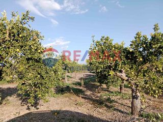 Αγροτεμάχια 35.248 τ.μ. προς πώληση, Κουρτάκι Άργους-thumb-28