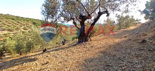 Αγροτεμάχια 10.075 τ.μ. προς πώληση, Πυργιώτικα-thumb-22