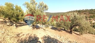 Αγροτεμάχια 10.075 τ.μ. προς πώληση, Πυργιώτικα-thumb-20