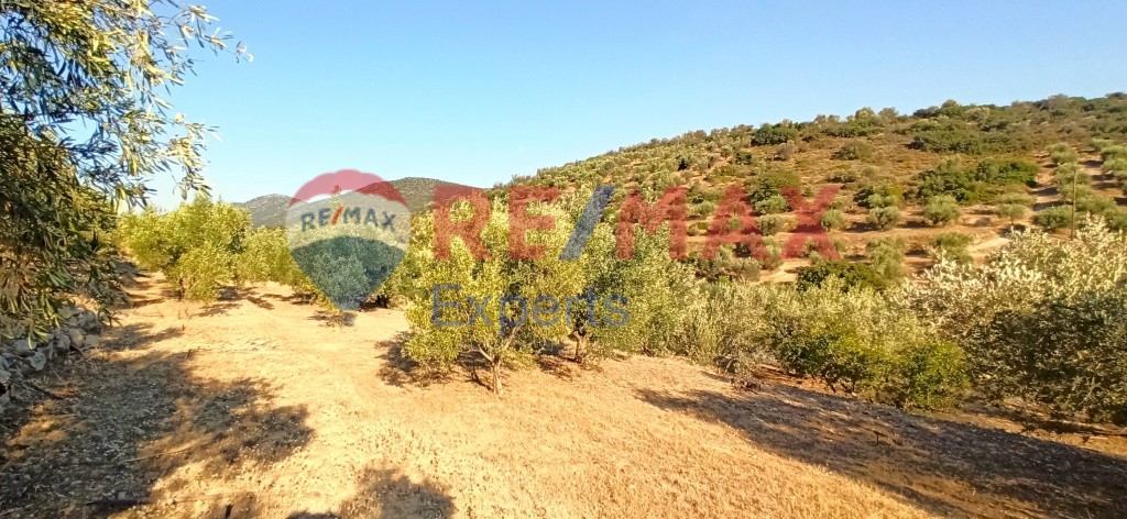 Αγροτεμάχια 10.075 τ.μ. προς πώληση, Πυργιώτικα