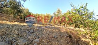 Αγροτεμάχια 10.075 τ.μ. προς πώληση, Πυργιώτικα-thumb-13