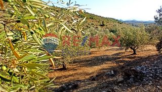 Αγροτεμάχια 10.075 τ.μ. προς πώληση, Πυργιώτικα-thumb-23