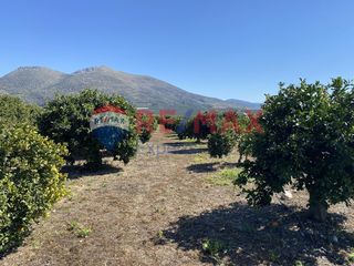 Αγροτεμάχια 9.936 τ.μ. για πώληση