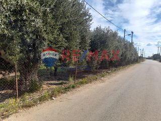 Αγροτεμάχια 24.730 τ.μ. για πώληση