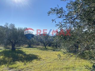 Αγροτεμάχια 4.100 τ.μ. για πώληση