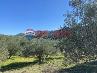 Αγροτεμάχια 4.100 τ.μ. προς πώληση, Πυργιώτικα-thumb-12