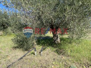Αγροτεμάχια 4.100 τ.μ. προς πώληση, Πυργιώτικα-thumb-17
