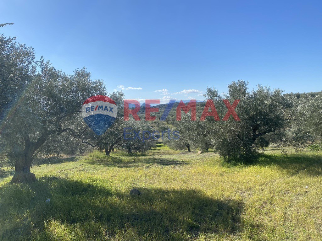 Αγροτεμάχια 4.100 τ.μ. προς πώληση, Πυργιώτικα