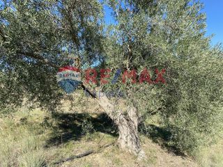 Αγροτεμάχια 4.100 τ.μ. προς πώληση, Πυργιώτικα-thumb-11