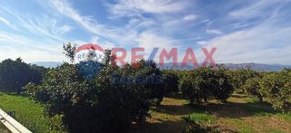 Αγροτεμάχια 11.800 τ.μ. προς πώληση, Παναρίτης-thumb-12