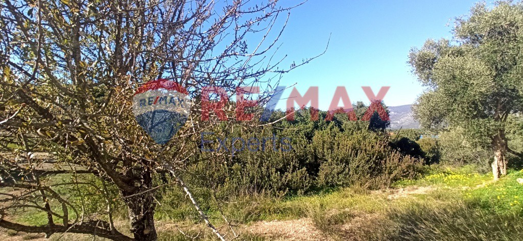 Οικόπεδο 1.000 τ.μ. προς πώληση, Κοιλάδα Κρανιδίου