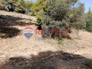 Αγροτεμάχια 4.046 τ.μ. προς πώληση, Πορτοχέλι-thumb-21