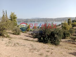 Αγροτεμάχια 4.046 τ.μ. προς πώληση, Πορτοχέλι-thumb-31