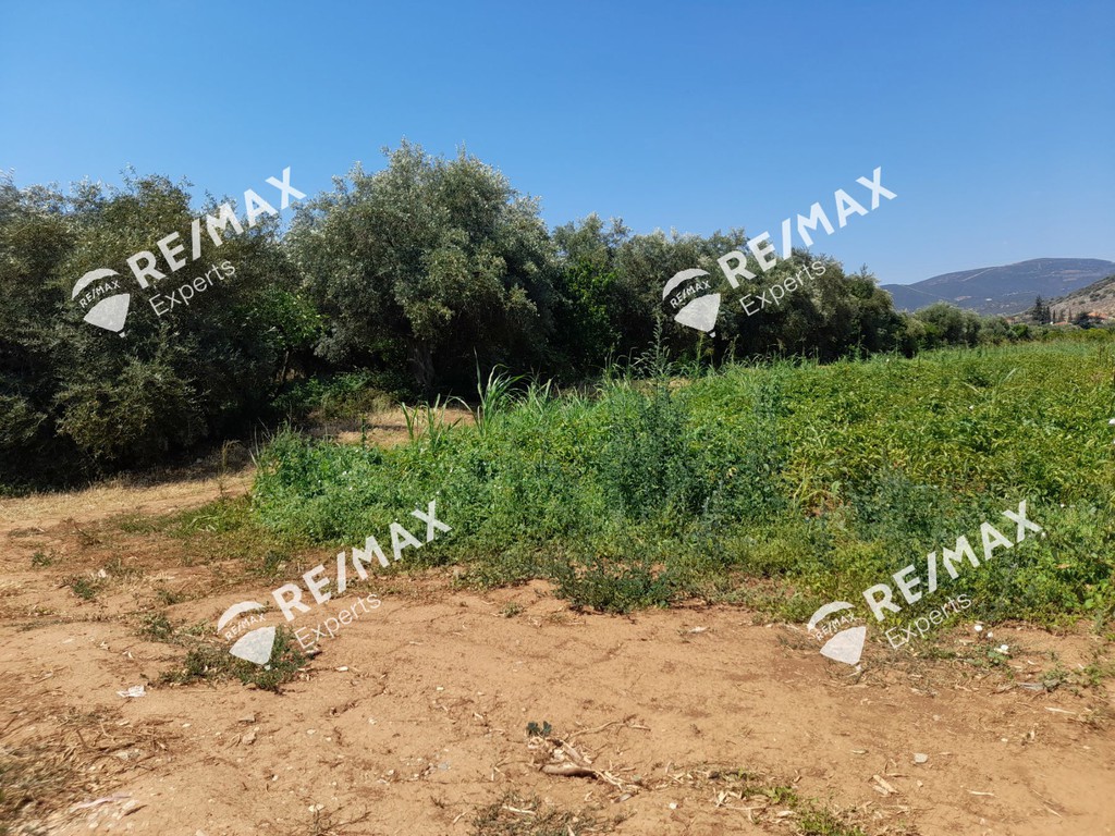 Αγροτεμάχια 5.151 τ.μ. προς πώληση, Κιβέρι