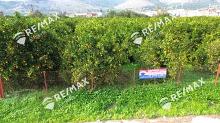 Οικόπεδο 3.716 τ.μ. για πώληση, Αργολίδα, Άργος-thumb-3