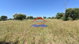 Αγροτεμάχια 6.705 τ.μ. για πώληση