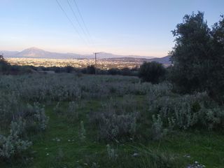 Οικόπεδο 5.300 τ.μ. για πώληση, Αχαΐα, Μεσσατίδα-thumb-4