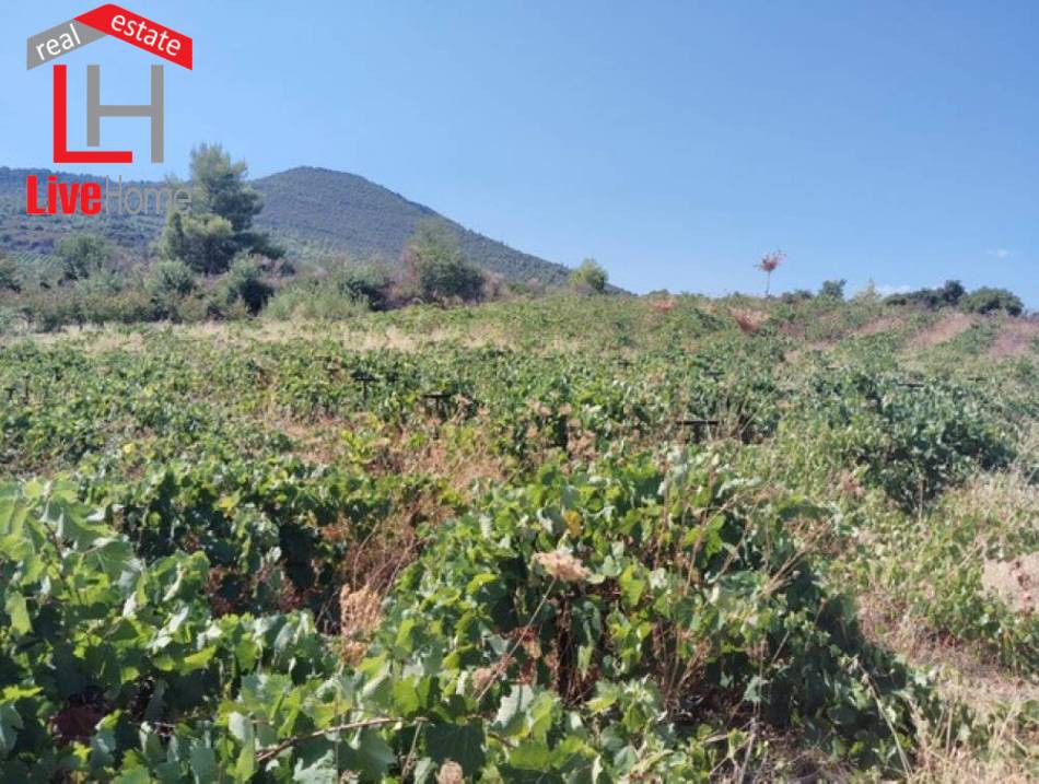 Αγροτεμάχια 17.000 τ.μ. πρός πώληση, Κορινθία, Ξυλόκαστρο