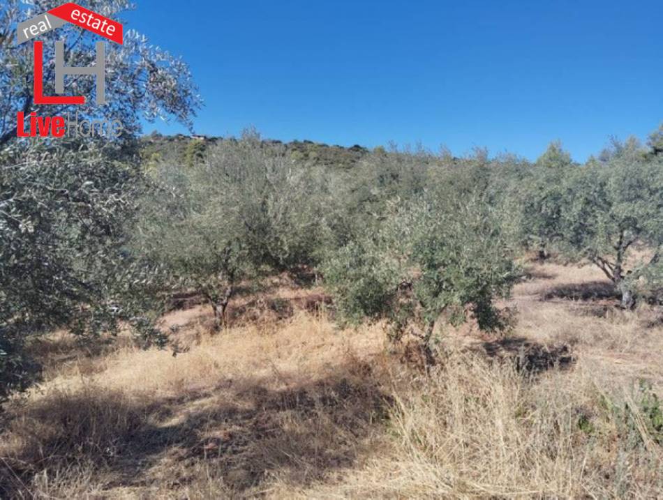 Αγροτεμάχια 17.000 τ.μ. πρός πώληση, Κορινθία, Ξυλόκαστρο