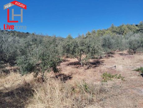 Αγροτεμάχια 17.000 τ.μ. πρός πώληση