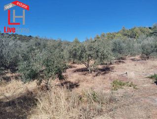 Αγροτεμάχια 17.000 τ.μ. για πώληση