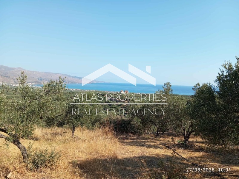 Οικόπεδο 13.000 τ.μ. προς πώληση, Πολεμάρχι