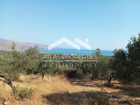 Οικόπεδο 13.000 τ.μ. προς πώληση
