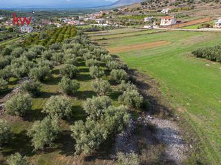 Αγροτεμάχια 6.225,38 τ.μ. προς πώληση, Δενδρά Μιδέας-thumb-13