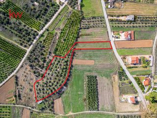 Αγροτεμάχια 6.225,38 τ.μ. προς πώληση, Δενδρά Μιδέας-thumb-23